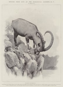 动物园生活研究（版画） 作者 英语学校
