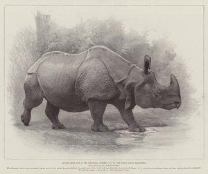 动物园里的生活研究，大印度犀牛（石版画） 作者 英语学校