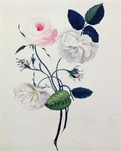 白玫瑰和粉红玫瑰研究》，约1820年（纸上水彩）。 作者 英语学校