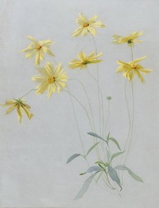黄色雏菊的研究，壁纸设计（纸上的水粉和水粉） 作者 英语学校