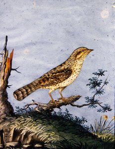 鸟的研究，约1800年（纸上水粉画） 作者 英语学校