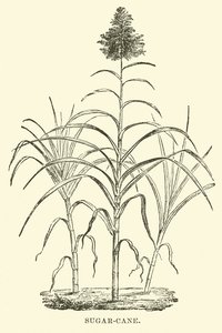 甘蔗 作者 英语学校