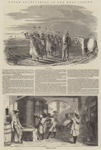 西印度群岛的糖业种植（版画） 作者 英语学校