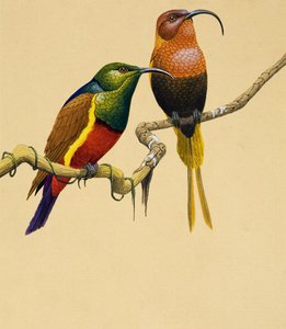 太阳鸟（纸上水粉画） 作者 英语学校