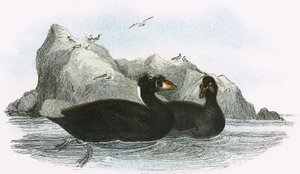 Surf Scoter 作者 英语学校