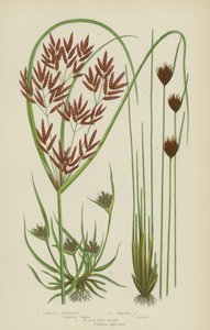 甜香蒲、棕香蒲、黑沼泽（彩色印刷）。 作者 英语学校