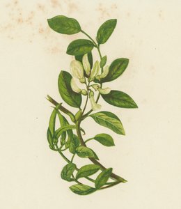甜奶茄，黄芪（彩色石版画） 作者 英语学校