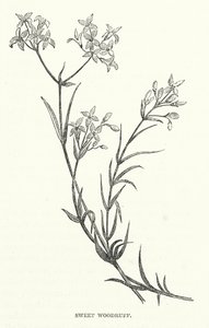 甜蜜的伍德拉夫（雕刻） 作者 英语学校