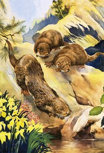 水獭游泳课程 作者 英语学校