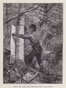 Taking the bark from the trees for canoe-making (engraving) 作者 英语学校