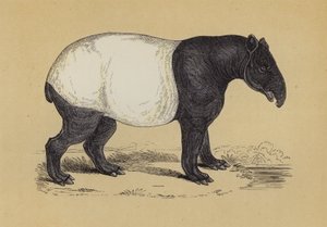 貘（彩色平版印刷 作者 英语学校