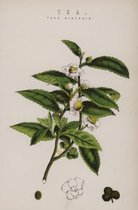 茶树 作者 英语学校