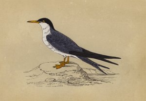 燕鸥（彩色印刷版） 作者 英语学校