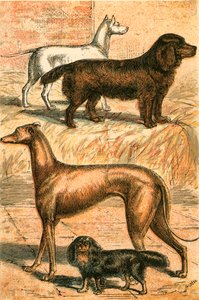 小猎犬，西班牙猎狗，灵缇犬和查理国王的猎犬 作者 英语学校