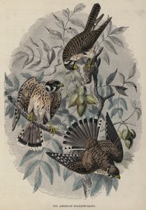 美国麻雀鹰（彩色雕刻） 作者 英语学校