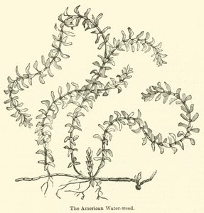 美国的水草（雕刻）。 作者 英语学校