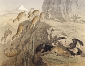 秘鲁的安第斯山脉，狩猎骆驼，秃鹰 作者 英语学校