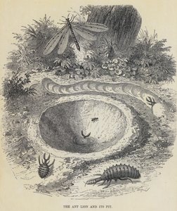 蚁狮与蚁穴（雕刻） 作者 英语学校