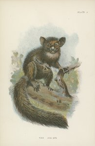 Aye-Aye 作者 英语学校