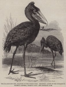 The Balaeniceps rex, or Stork of the White Nile, recently added to the Zoological Society