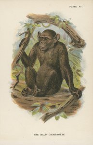 Blad Chimpanzee 作者 英语学校