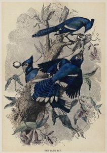 蓝色的杰伊（彩色雕刻品 作者 英语学校