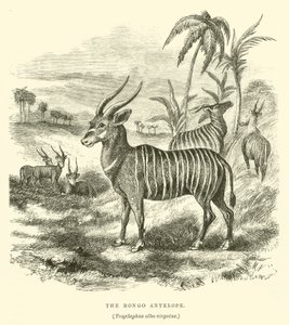 邦戈羚羊，Trogelaphus albo-virgatus（雕刻）。 作者 英语学校