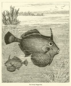 刺儿头鱼(雕刻)(The Bristly Trigger-fish) 作者 英语学校