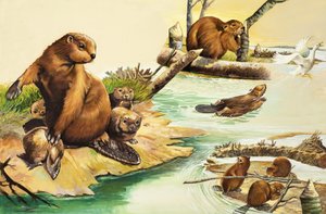 忙碌的海狸 作者 英语学校