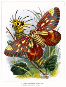 蝴蝶馆（彩色雕刻） 作者 英语学校