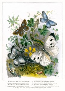 蝴蝶馆（彩色雕刻） 作者 英语学校