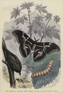 毛毛虫、蛹、完美昆虫和印度蚕的卵（彩色雕刻） 作者 英语学校