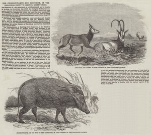 Choiropotamus 和 Leucoryx，在摄政公园的动物学会花园中（雕刻） 作者 英语学校
