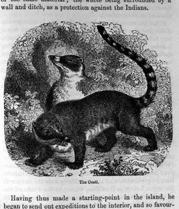 The Coati，来自Santo Domingo过去和现在由Samuel Hazard，酒吧。 1873年 作者 英语学校