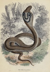 Cobra Da Capello（彩色雕刻） 作者 英语学校