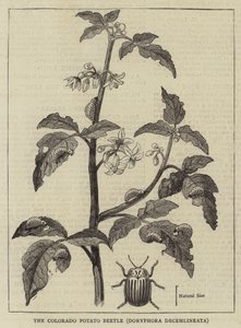 科罗拉多马铃薯甲虫，Doryphora decemlineata（雕刻） 作者 英语学校