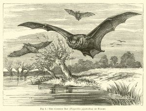 共同蝙蝠，Vespertilio pipistrellus，在飞行中 作者 英语学校