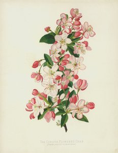 Copious花蟹，Pyrus（Malus）Floribunda 作者 英语学校