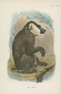 钻 作者 英语学校