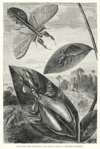 西西弗兰（Phyllium siccifolium）的卵、未成熟的和成年的形态（雕刻 作者 英语学校