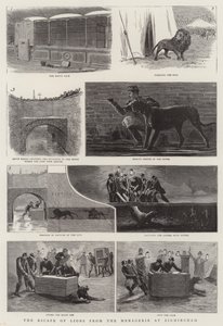 伯明翰动物园的狮子大逃亡（版画） 作者 英语学校