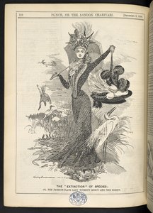 物种的 "灭绝"；或者，毫不留情的时尚版女士和白鹭，摘自 1899 年 9 月 6 日《庞克，或伦敦商报》（雕刻） 作者 英语学校