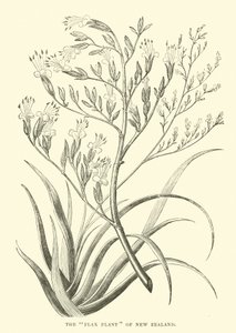 新西兰亚麻植物 作者 英语学校