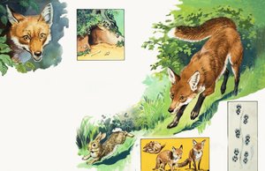 狐狸 作者 英语学校