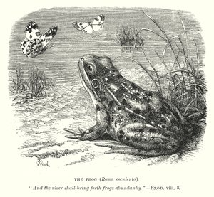 青蛙（Rona Esculenta）（雕刻） 作者 英语学校