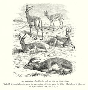 羚羊（Gazella Dorcas）或《诗经》中的狍子（雕刻） 作者 英语学校