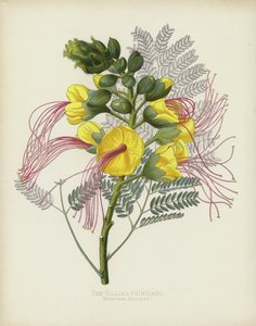 Gillies Poinciana，Poinciana Gilliesii 作者 英语学校