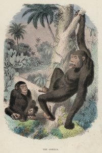 大猩猩(彩色雕刻) 作者 英语学校