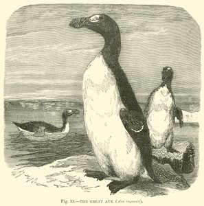 伟大的Auk，Alca impennis 作者 英语学校