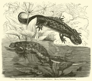伟大的Warty蝾螈（Triton cristatus），男性，女性和蝌蚪 作者 英语学校